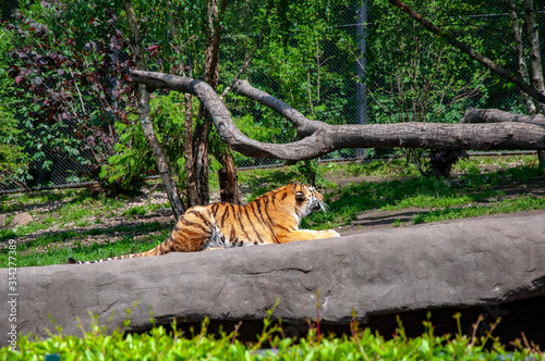 A tiger lying down on a stone on a hot afternoon