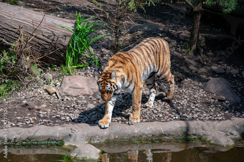 A tiger approaching the water 