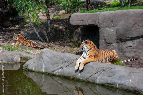 Two lying tigers near water on a stony shore