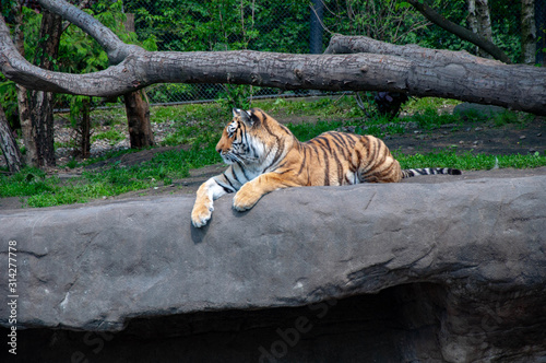 A lying tiger on a stone looking to the right