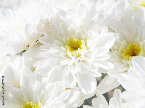 Bouquet of white chrysanthemum. Spring background with flowers.