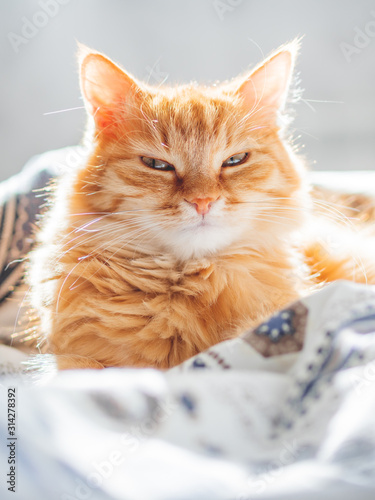 Cute ginger cat lying in bed. Fluffy pet looks curiously. Cozy home background. © Konstantin Aksenov