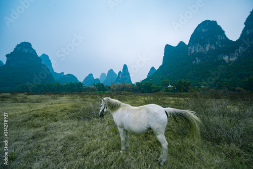 A white horse in karst hills