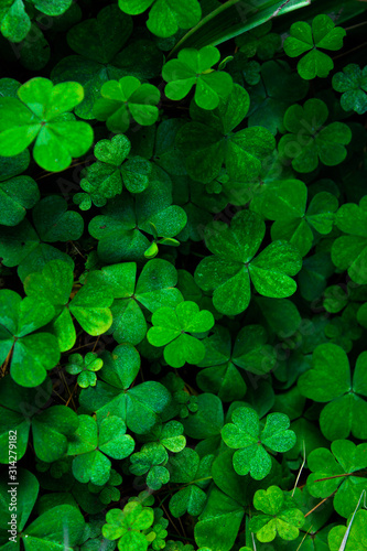 Green clover background, selective focus