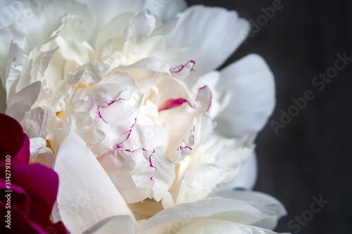 Closeup view of a lush white pink yellow peony against a blurred gray background. Beautiful flower as a gift for the holiday. Bouquet of delicate flowers. Top view. Selective focus