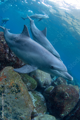 great white shark in aquarium