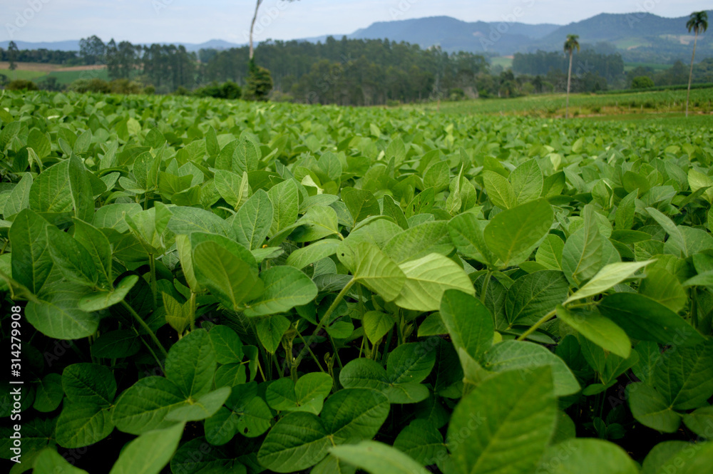 soy farm