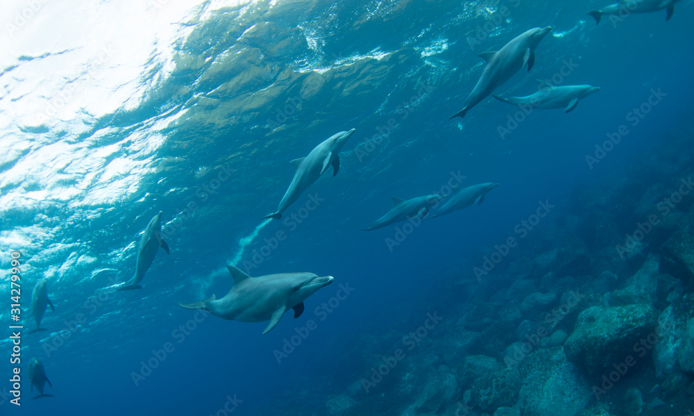 Fototapeta premium sharks in the sea