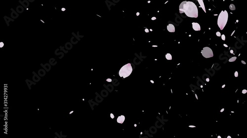桜吹雪