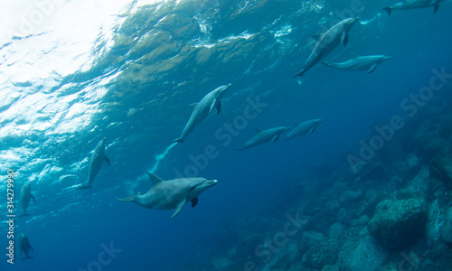 sharks in the sea © 敏治 荒川