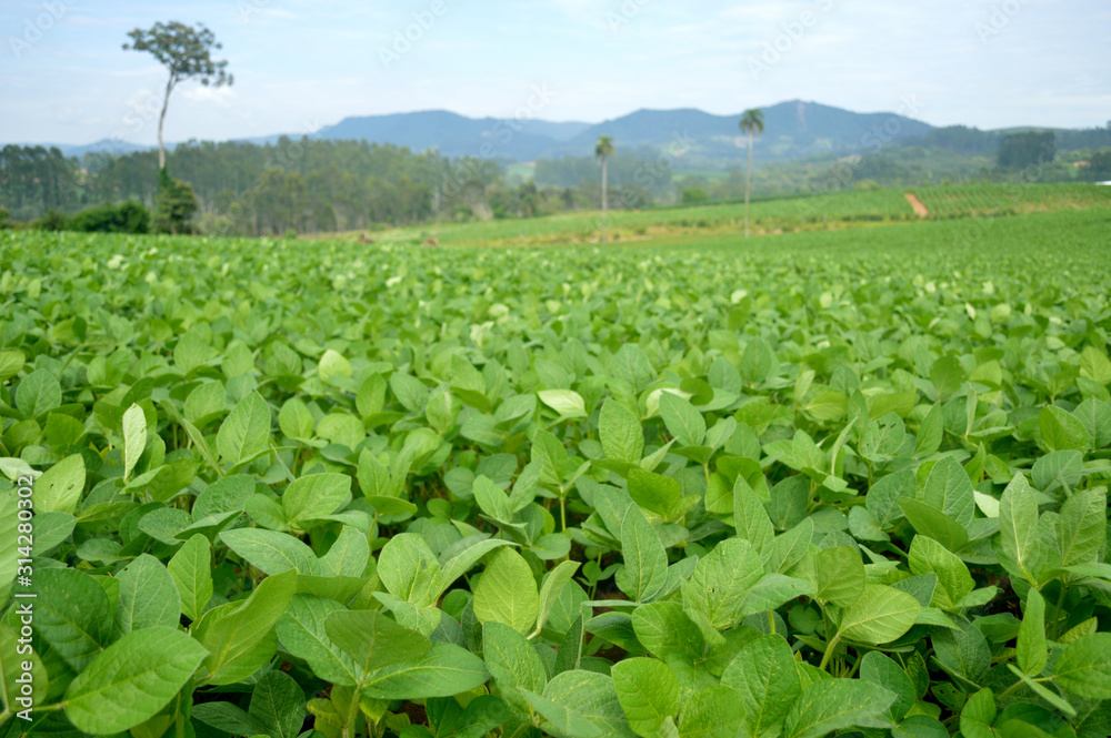 soy farm