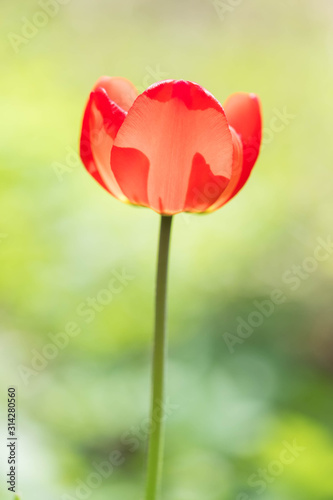Symbol of spring a red tulip on the green field. The sun appears through tulip petals
