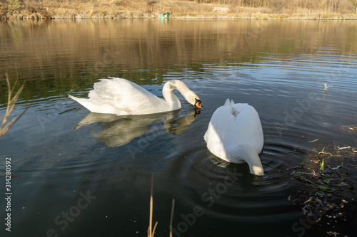 Two romantic white swans swims on the lake near shore at the morning.