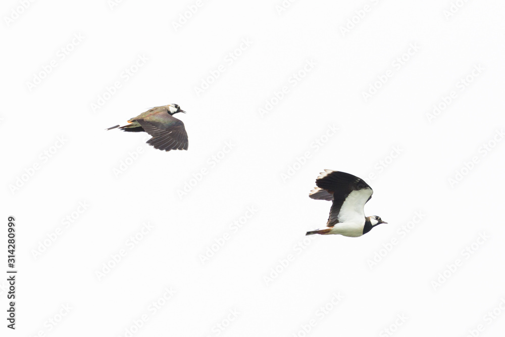 Fototapeta premium two isolated lapwings (vanellus vanellus) in flight