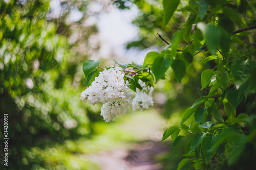 closeup lilac flower. picture with soft focus and space for text. natural sring summer background photo