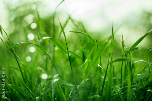 closeup fresh green grass with morning dew and amazing bokeh. picture with soft focus. natural summer or spring background.