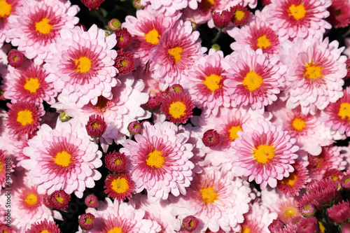 Pink and red chrysanthemums  colorful field of flowers in sunny day  landscape design. Picturesque floral background  beautiful pattern