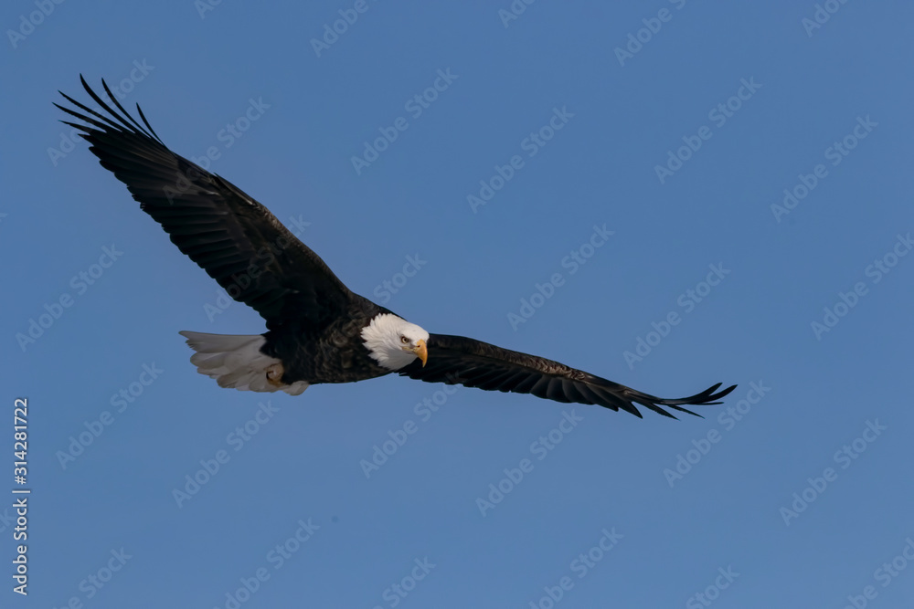 Bald Eagle Flying in Blue Clear Sky Bald Eagle Flying in Blue Clear Sky