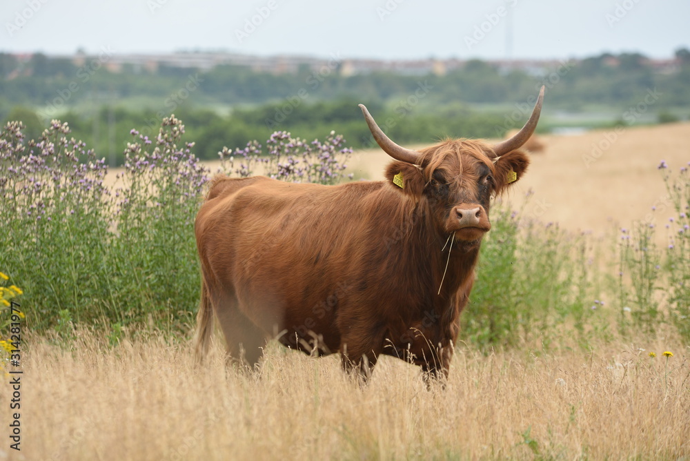 cow cow