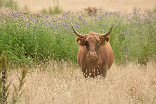 cow