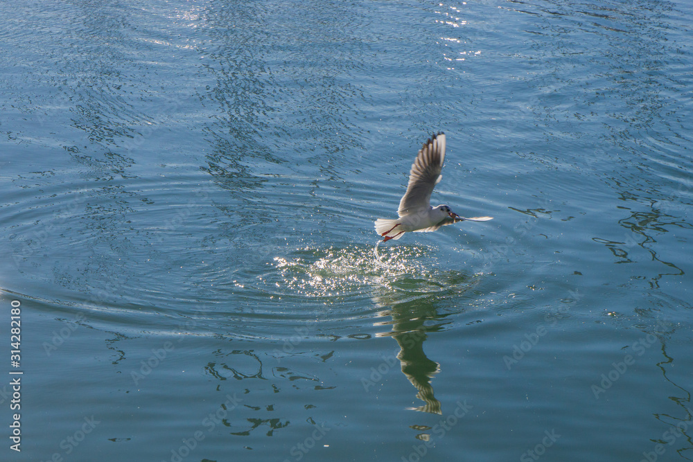 Fototapeta premium A flying seagull has just caught a prey