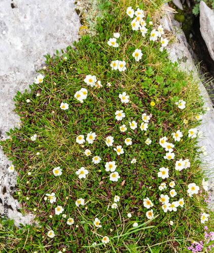 Dryas octopetala (mountain avens, eightpetal mountain-avens, white dryas, white dryad) is an Arctic–alpine flowering plant in the family Rosaceae. Plant position in the wild in the mountains. photo