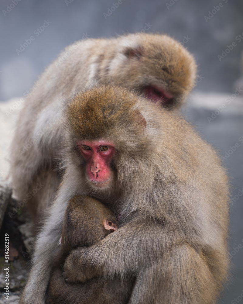 Family of Snow Monkeys in Jigokudani Snow Monkey Park Family of Snow Monkeys in Jigokudani Snow Monkey Park