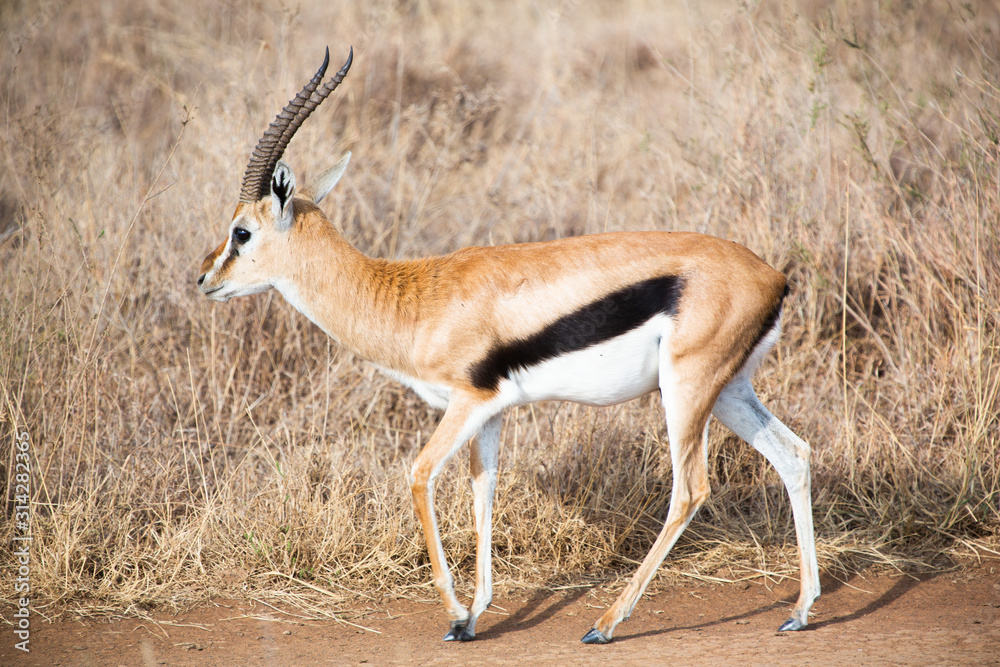 Gazelle in masai mara Gazelle in masai mara