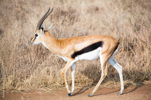 Gazelle in masai mara
