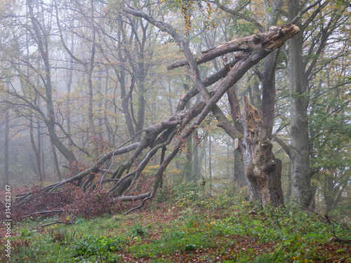 Abgebrochene Buche im Nebelwald