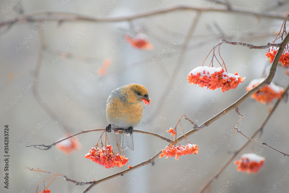 Pine grosbeak (Pinicola enucleator) male bird feeding on Sorbus berries Pine grosbeak (Pinicola enucleator) male bird feeding on Sorbus berries
