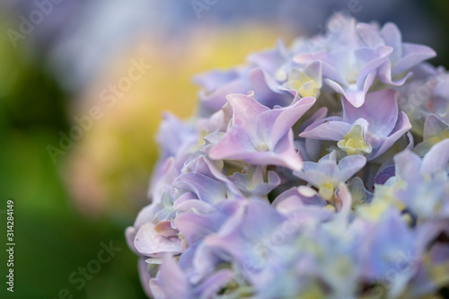 closeup of blue flowers