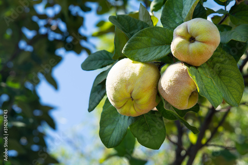 Tableau sur toile Raw apple quince fruits on tree branches