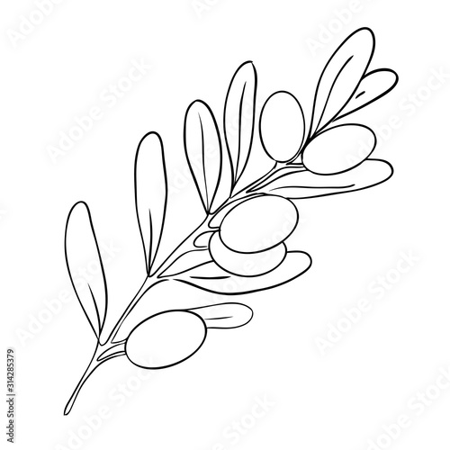 Quadro su tela Branch of black olive