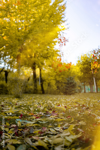 ground covered by fallen autumn vibrant color leaves under the trees and sunshine