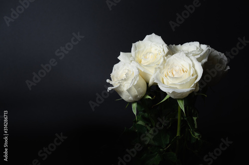 White rose color flower on black background
