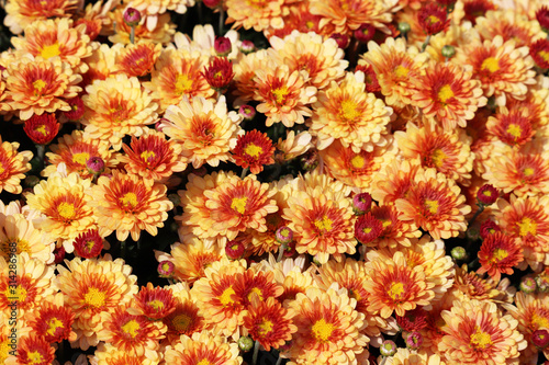 Orange and red chrysanthemums, festive floral background. Colorful flowers, beautiful pattern