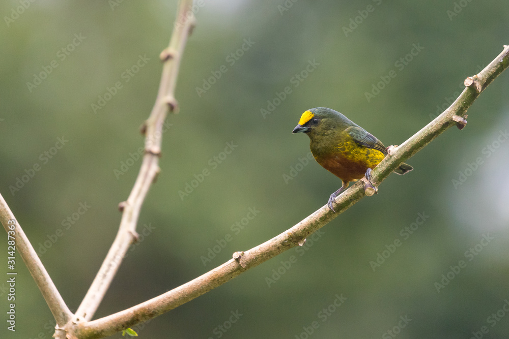 Fototapeta premium Olive-backed Euphonia (Euphonia gouldi) resting on a branch