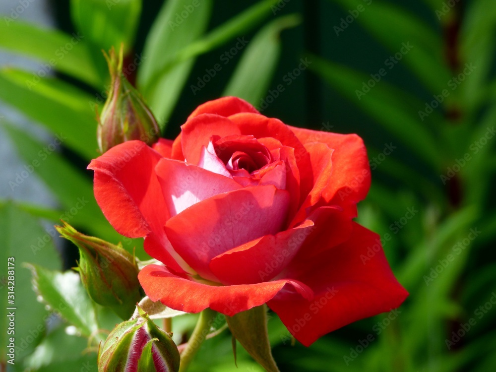 Fototapeta premium red rose in garden