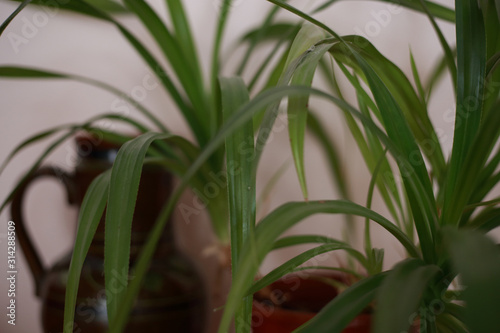 houseplant at home in a pot on the windowsill
