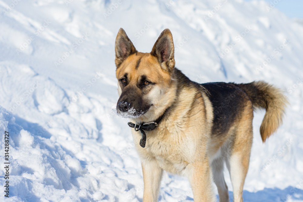 dog portrait on snow background, pet from the shelter dog portrait on snow background, pet from the shelter