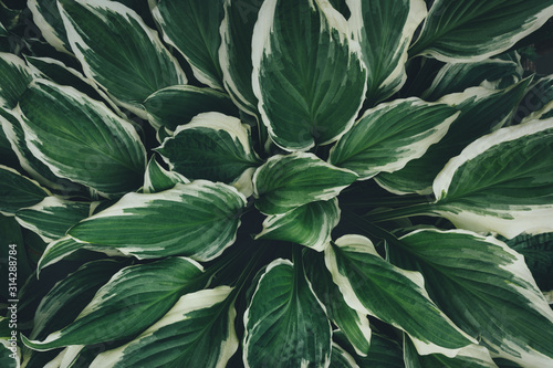 View From Above On Hosta Leaves