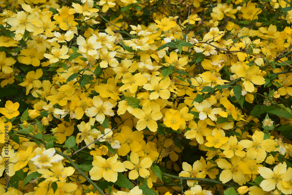 Obraz premium Kerria japonica jaune au printemps au jardin