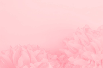 Beautiful abstract color white and pink flowers on white background and white flower frame and orange leaves background texture, flowers banner, pink background