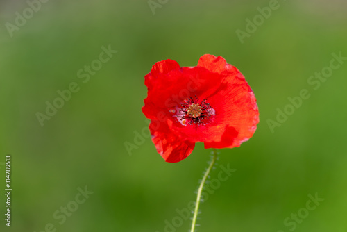 Close-up of red poppy flower