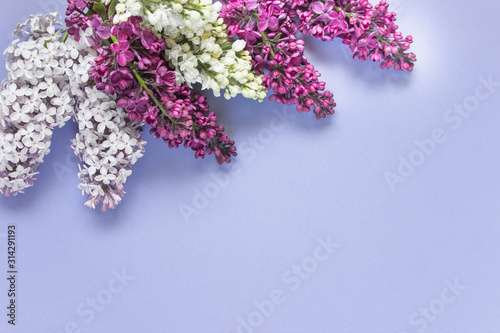 White purple pink summer lilac flowers on purple background
