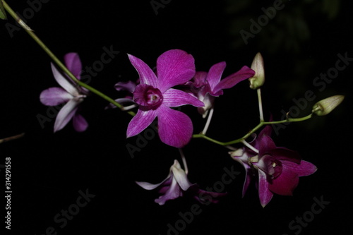 Fototapeta Naklejka Na Ścianę i Meble -  Purple orchids that are blooming at night