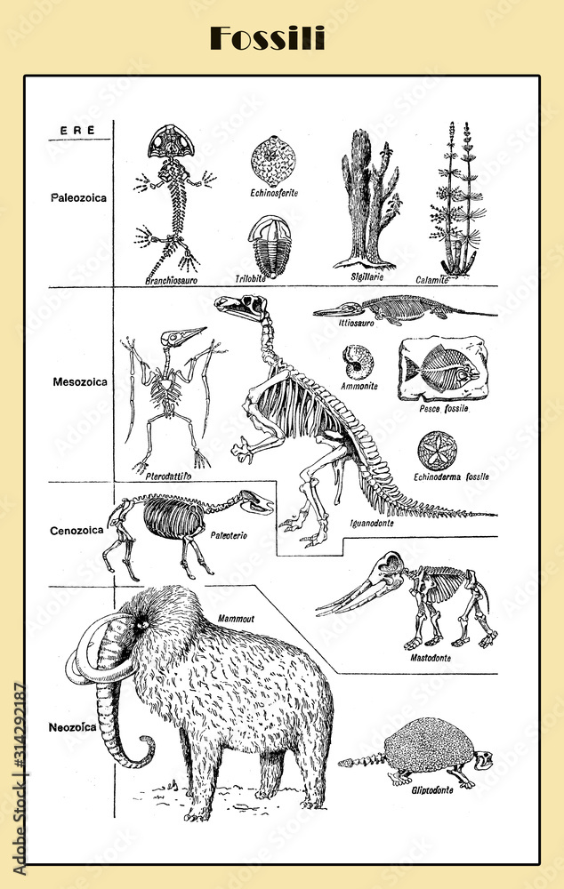 Fossils of prehistoric animals from Paleozoic, Mesozoic, Cenozoic and