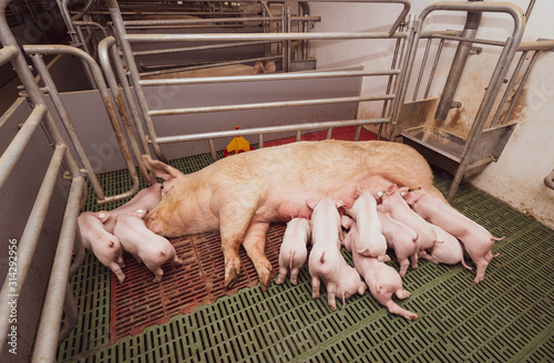 Große Abferkelbucht mit einer Muttersau und ihren Ferkeln