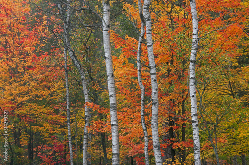 Landscape of autumn maple and aspen trunks Hartwick Pines State Park, Michigan, USA